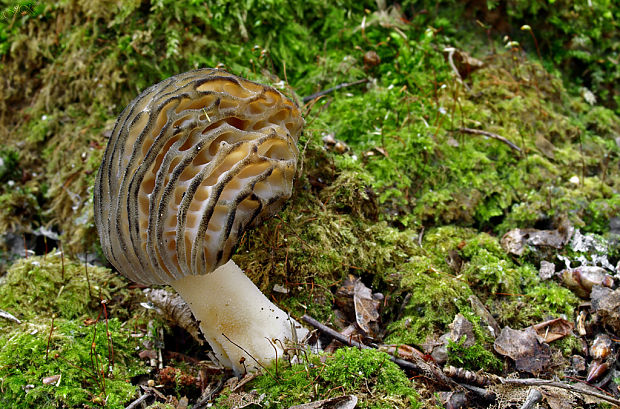 smrčok kužeľovitý Morchella conica Pers.