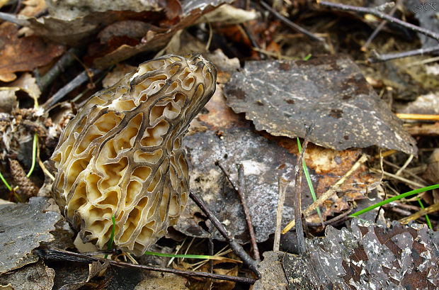 smrčok kužeľovitý Morchella conica Pers.