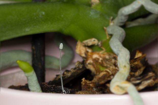 prilbička Mycena alphitophora (Berk.) Sacc.