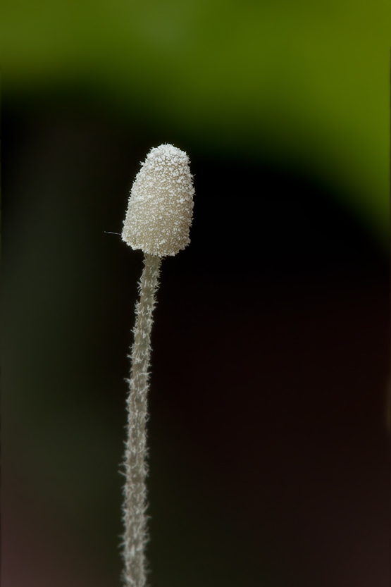 prilbička Mycena alphitophora (Berk.) Sacc.