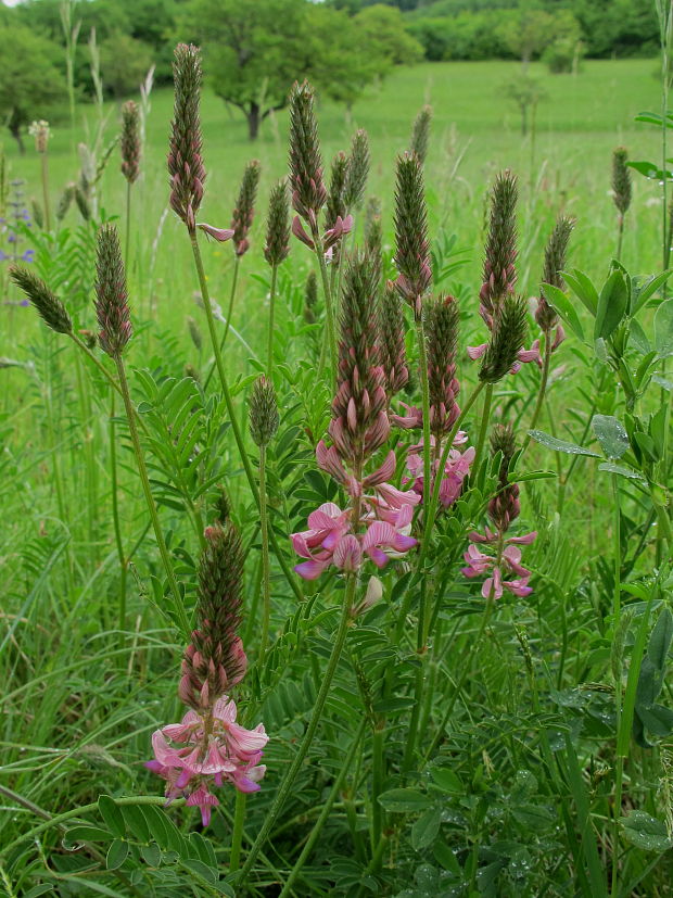 vičenec vikolistý Onobrychis viciifolia Scop.