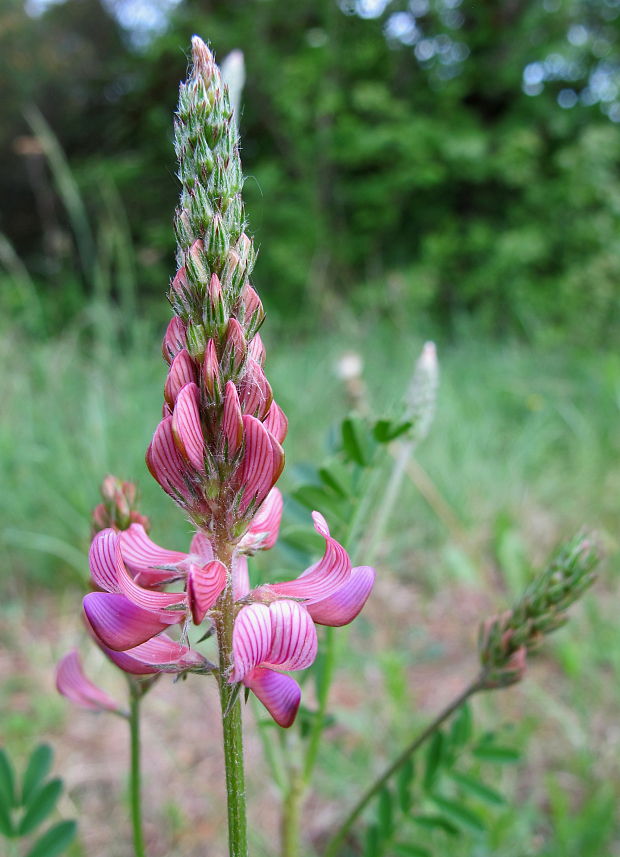 vičenec vikolistý Onobrychis viciifolia Scop.