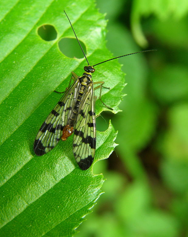 srpica Panorpa vulgaris