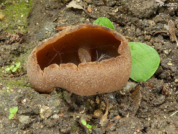 čiaška Peziza sp.