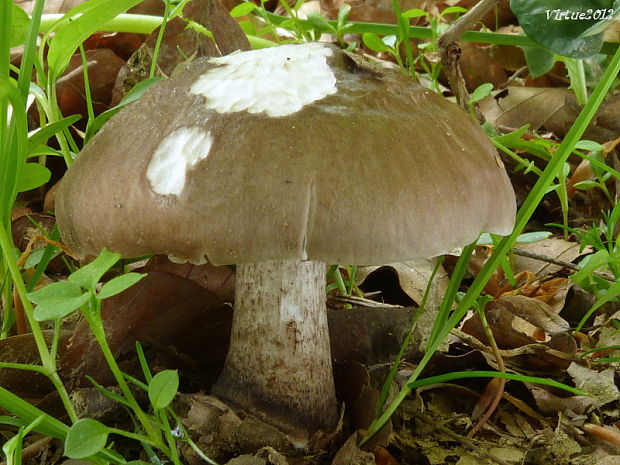 štítovka jelenia Pluteus cervinus (Schaeff.) P. Kumm.