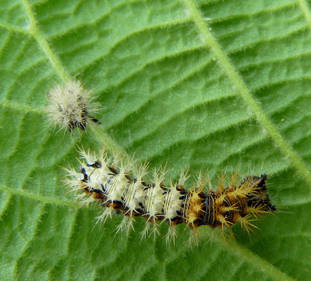 babôčka zubatokrídla-húsenica Polygonia c-album