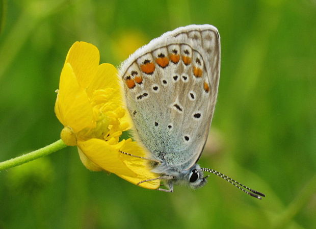 modráčik  obyčajný Polyommatus icarus