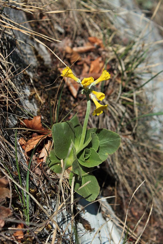 prvosienka holá Primula auricula L.