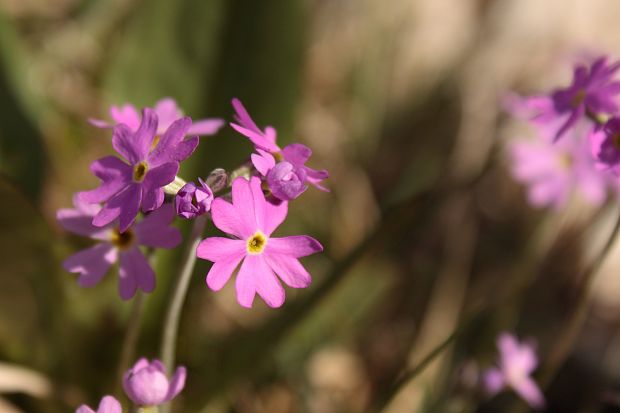 prvosienka pomúčená Primula farinosa L.