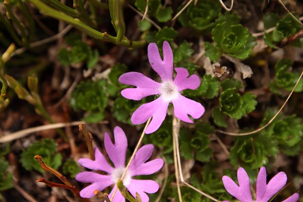 prvosienka najmenšia Primula minima L.