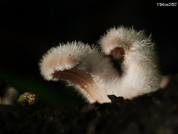 klanolupeňovka obyčajná Schizophyllum commune Fr.