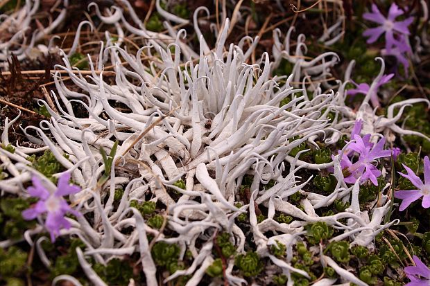 tamnólia červovitá Thamnolia vermicularis subsp. vermicularis (Sw.) Schaer.