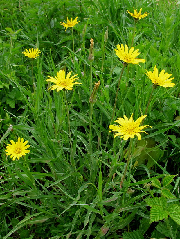 kozobrada lúčna Tragopogon pratensis L.