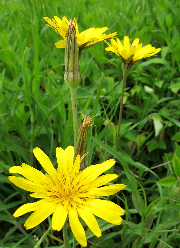 kozobrada lúčna Tragopogon pratensis L.