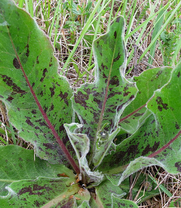 prasatnica škvrnitá Trommsdorffia maculata (L.) Bernh.