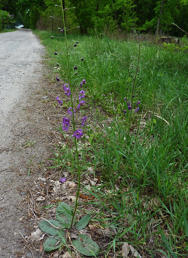 divozel tmavočervený Verbascum phoeniceum L.