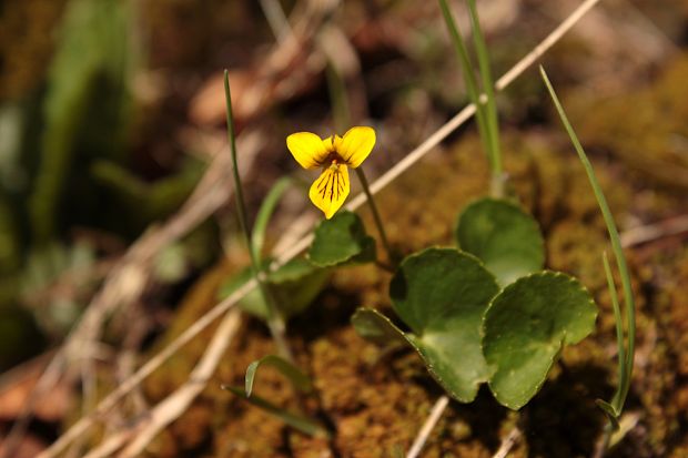 fialka dvojkvetá Viola biflora L.