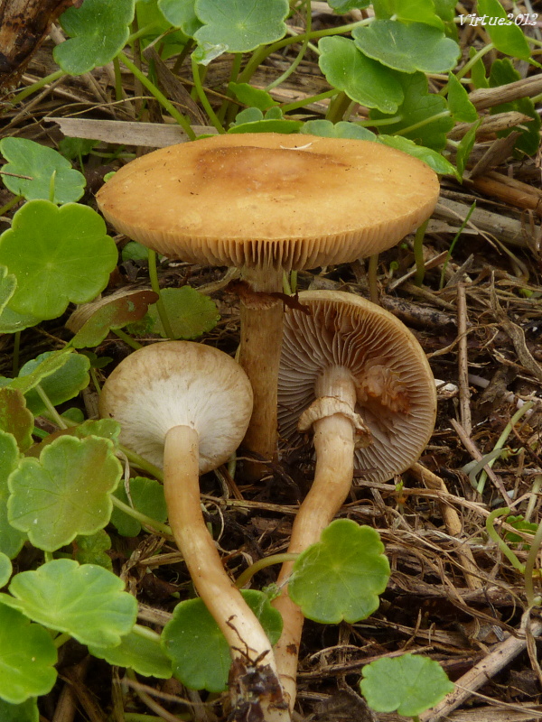 poľnička Agrocybe sp.