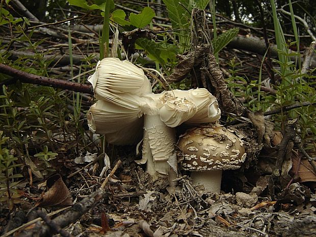 muchotrávka hrubá Amanita excelsa (Fr.) Bertill.