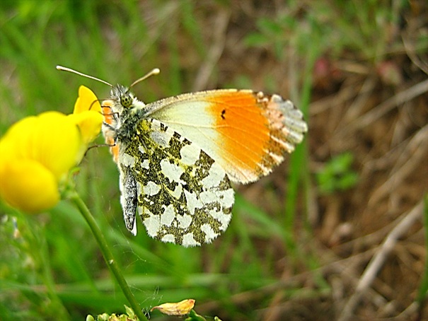 mlynárik žeruchový Anthocharis cardamines