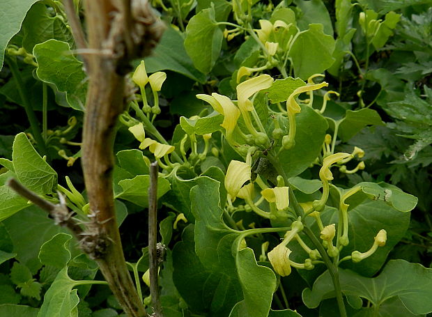 vlkovec obyčajný Aristolochia clematitis L.