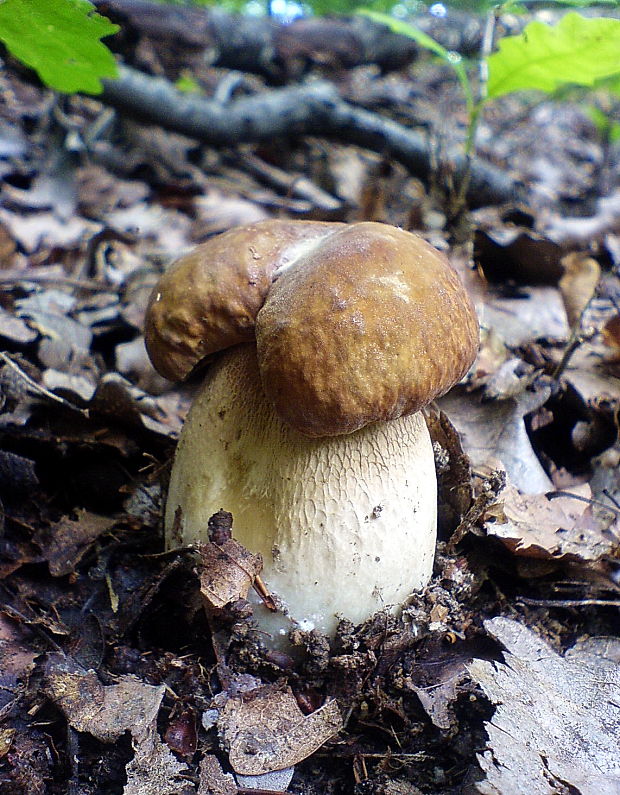 hríb dubový Boletus reticulatus Schaeff.