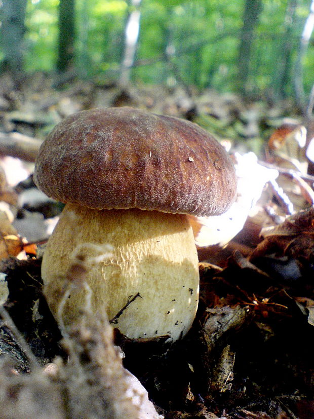 hríb dubový Boletus reticulatus Schaeff.