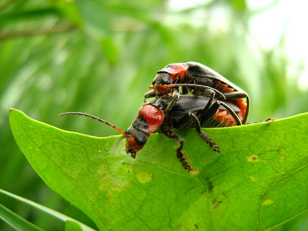 snehulčík obyčajný Cantharis rustica