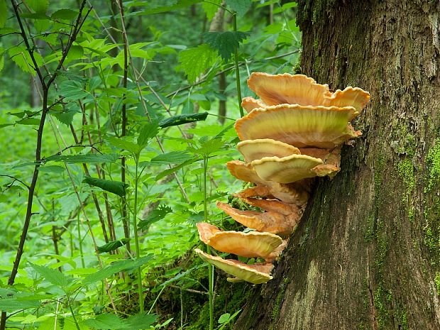 sírovec obyčajný Laetiporus sulphureus (Bull.) Murrill