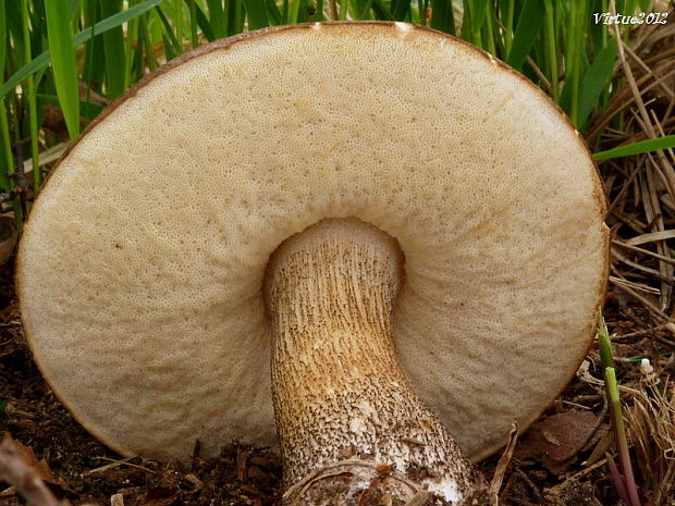 kozák brezový Leccinum scabrum (Bull.) Gray