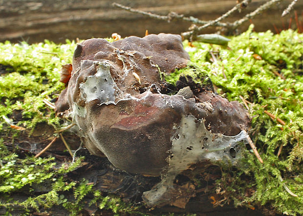 ohňovec Hartigov Phellinus hartigii  (Allesch. & Schnabl) Pat.