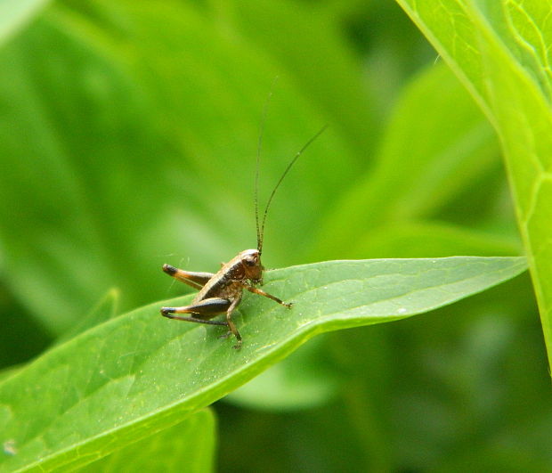 kobylka hnedkastá Pholidoptera griseoaptera