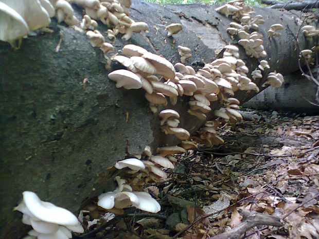 hliva buková Pleurotus pulmonarius (Fr.) Quél.