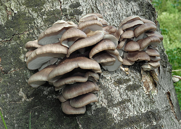 hliva buková Pleurotus pulmonarius (Fr.) Quél.