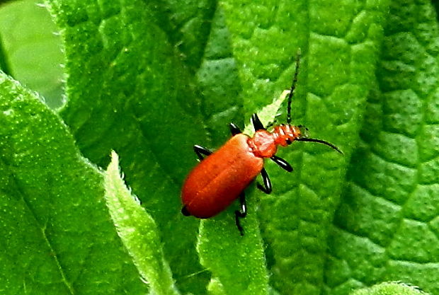 červenáčik Pyrochroa serraticornis