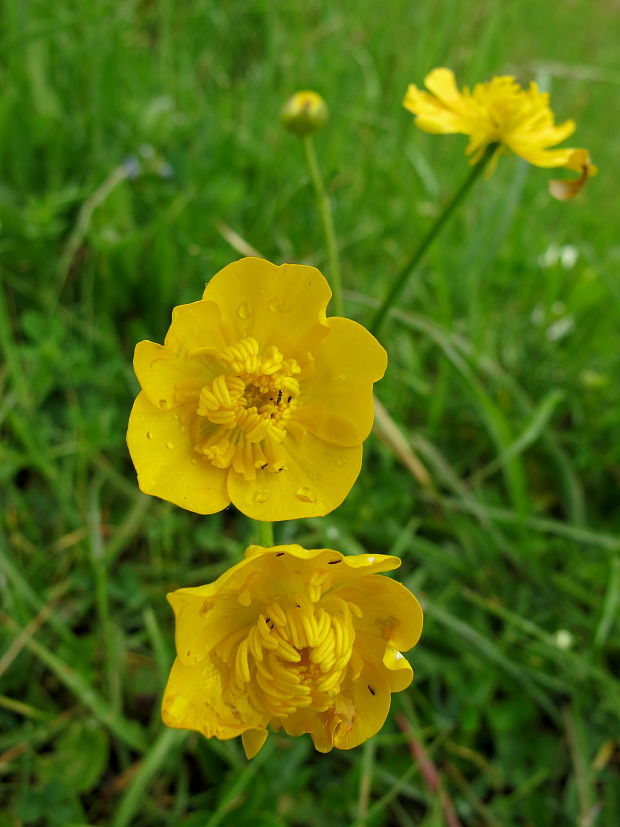 iskerník Ranunculus sp.