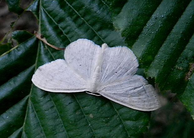 piadica marinková Scopula floslactata