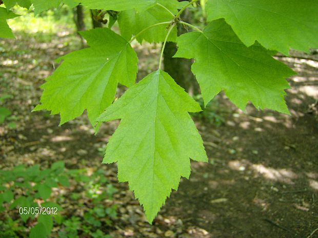 jarabina brekyňová Sorbus torminalis (L.) Crantz