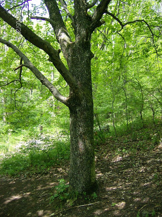 jarabina brekyňová Sorbus torminalis (L.) Crantz