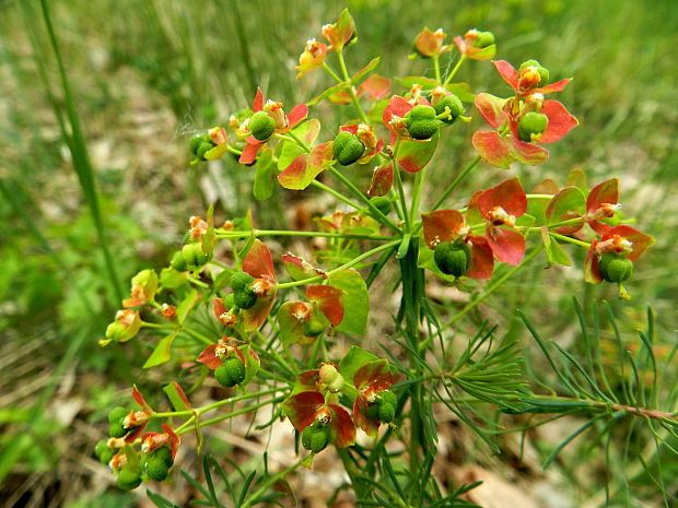 mliečnik chvojkový  Tithymalus cyparissias (L.) Scop.