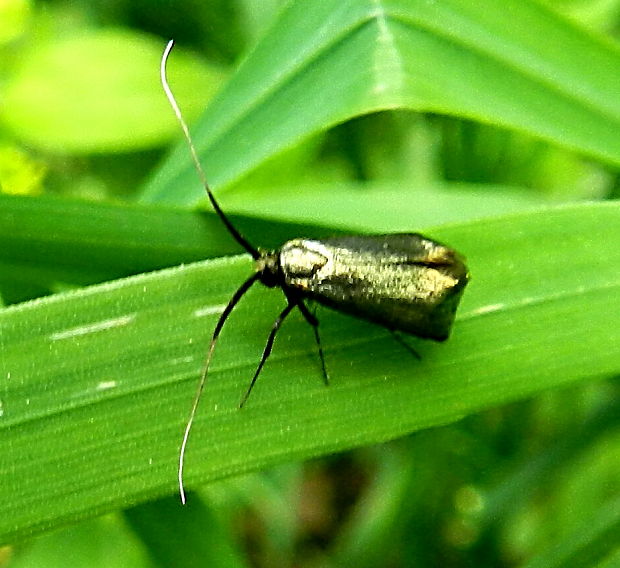 adéla zelená Adela reaumurella