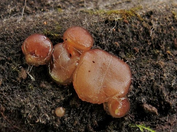 hrubatka Babingtonova ??? Adelphella babingtonii (Berk. & Broome) Pfister, Matočec & I. Kušan