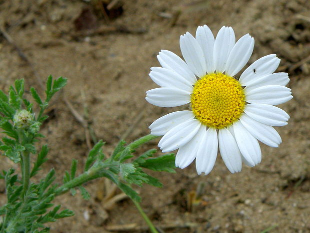 ruman rusínsky Anthemis ruthenica M. Bieb.