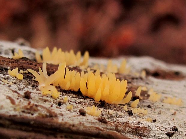 parôžkovec malý Calocera cornea (Fr.) Loud.