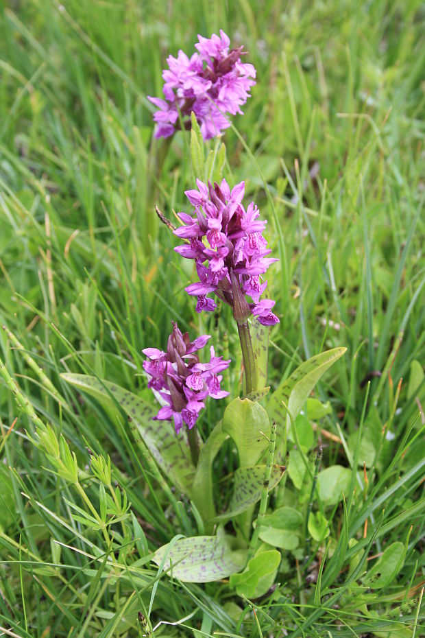 vstavačovec májový pravý Dactylorhiza majalis subsp. majalis (Reincherb.) Hunt & Summerh.