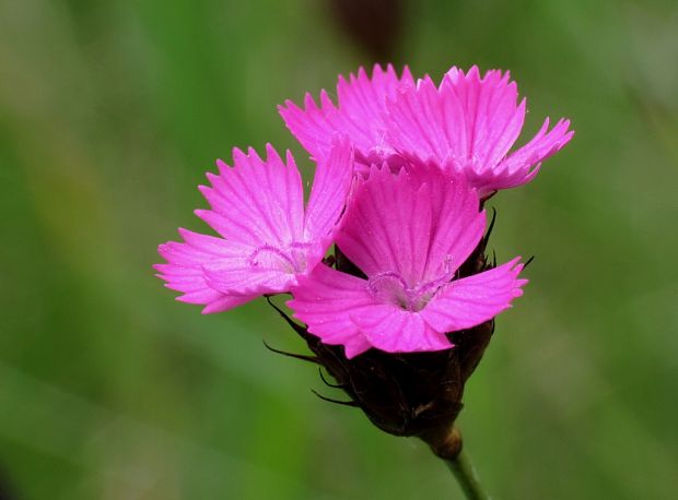 klinček kartuziánsky Dianthus carthusianorum L.