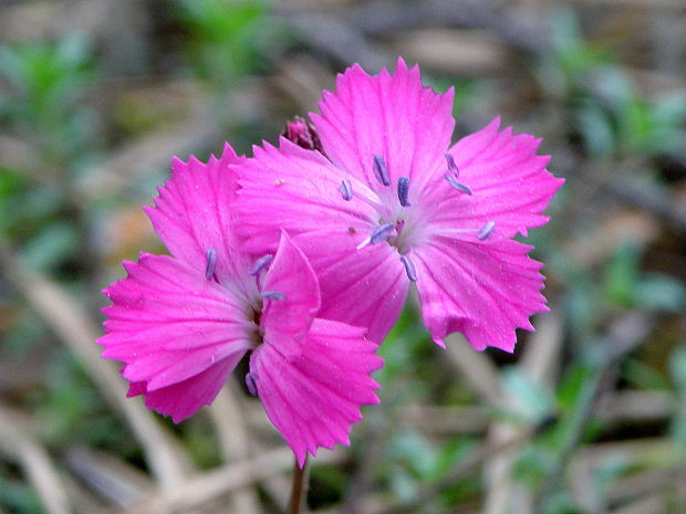 klinček kartuziánsky Dianthus carthusianorum L.