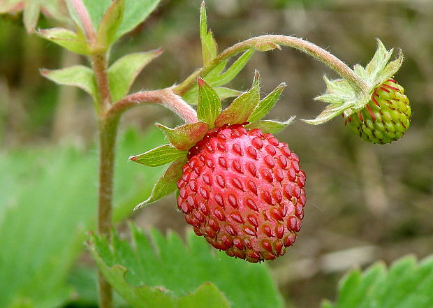 jahoda obyčajná Fragaria vesca L.