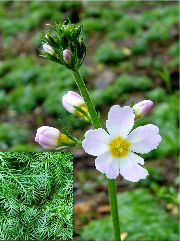 perutník močiarny Hottonia palustris L.