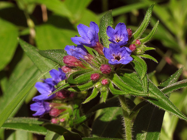 kamienka modropurpurová Lithospermum purpurocaeruleum L.